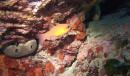 <h3><strong>Snorkeling in Capu Sagru &ndash; Discover Corsica&rsquo;s Wild Underwater World 🌊🐡</strong></h3>
<p>For <strong>adventurous snorkelers</strong>, <strong>Capu Sagru</strong> is a <strong>wild, untouched snorkeling spot</strong>, perfect for exploring <strong>Corsica&rsquo;s rugged coastline and marine biodiversity</strong>.</p>
<p>🌟 <strong>What to Expect:</strong><br>✅ Swim through <strong>underwater caves &amp; rock tunnels</strong> 🦑<br>✅ Encounter <strong>shoals of Mediterranean fish &amp; sea bream</strong> 🐠<br>✅ Crystal-clear waters with <strong>breathtaking underwater landscapes</strong></p>
<p>💡 <strong>Fun Fact:</strong> Capu Sagru is part of <strong>Cap Corse</strong>, known as <strong>Corsica&rsquo;s "finger"</strong>, offering some of the most <strong>untouched snorkeling areas on the island</strong>!</p>
<p><strong>Pro Tip:</strong> The waters here can be <strong>deep in some spots</strong>, so it&rsquo;s best for <strong>intermediate to advanced snorkelers</strong>!</p>
<p>📍 <strong>Snorkel in Capu Sagru and explore Corsica&rsquo;s wild side!</strong></p>